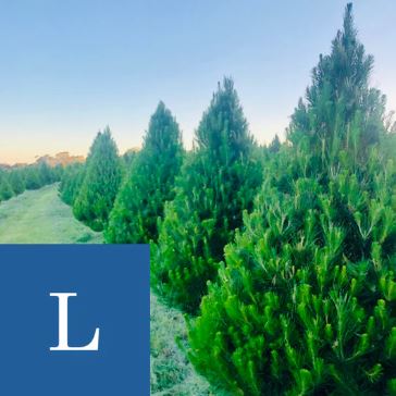 LARGE CHRISTMAS TREE  - Up to 8 foot