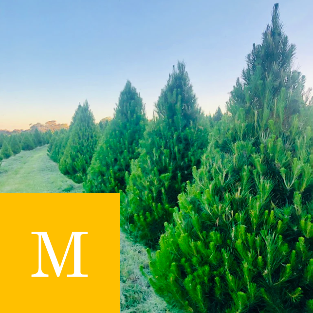 MEDIUM CHRISTMAS TREE - Up to 7 foot