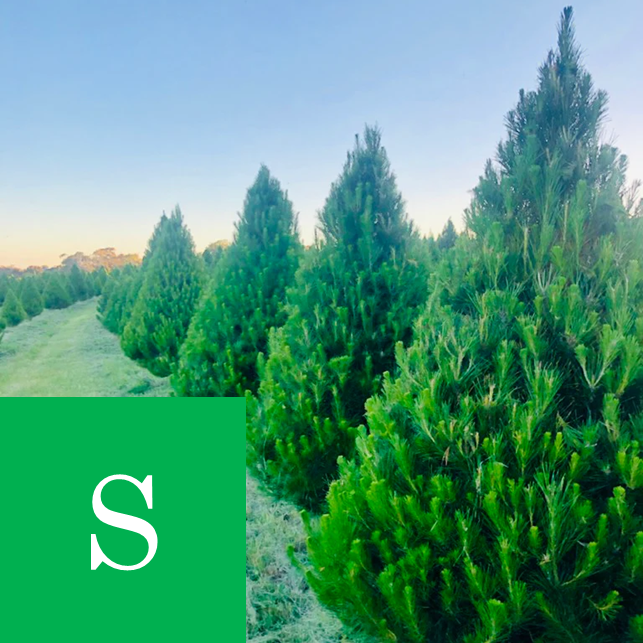 SMALL CHRISTMAS TREE - Up to 6 foot