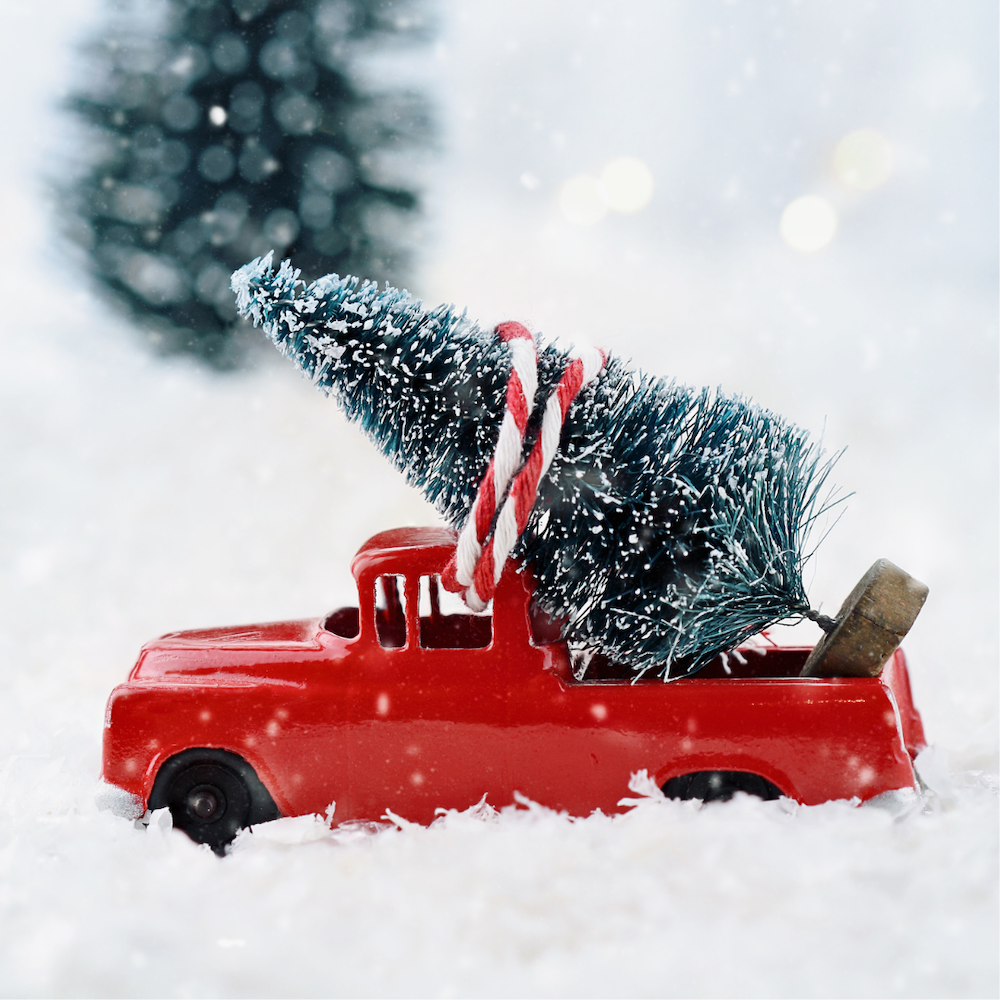 X - DEAD TREE COLLECTION (Saturday 10th Jan 2026)