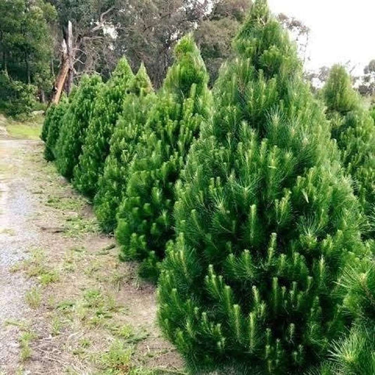 MEDIUM CHRISTMAS TREE (5-6 foot)